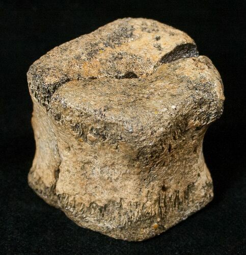 Hadrosaurid Caudal Vertebrae (Tail Bone) #15270